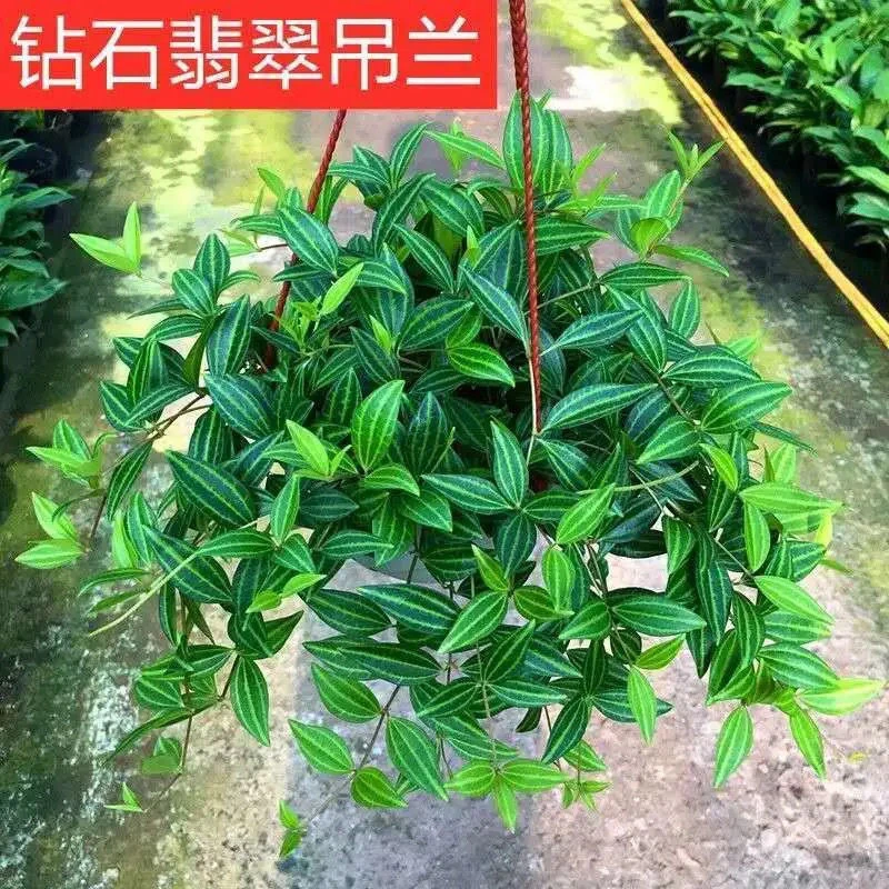 钻石翡翠盆栽易养活吊兰室内阳台吸甲醛净化空气四季常青绿植