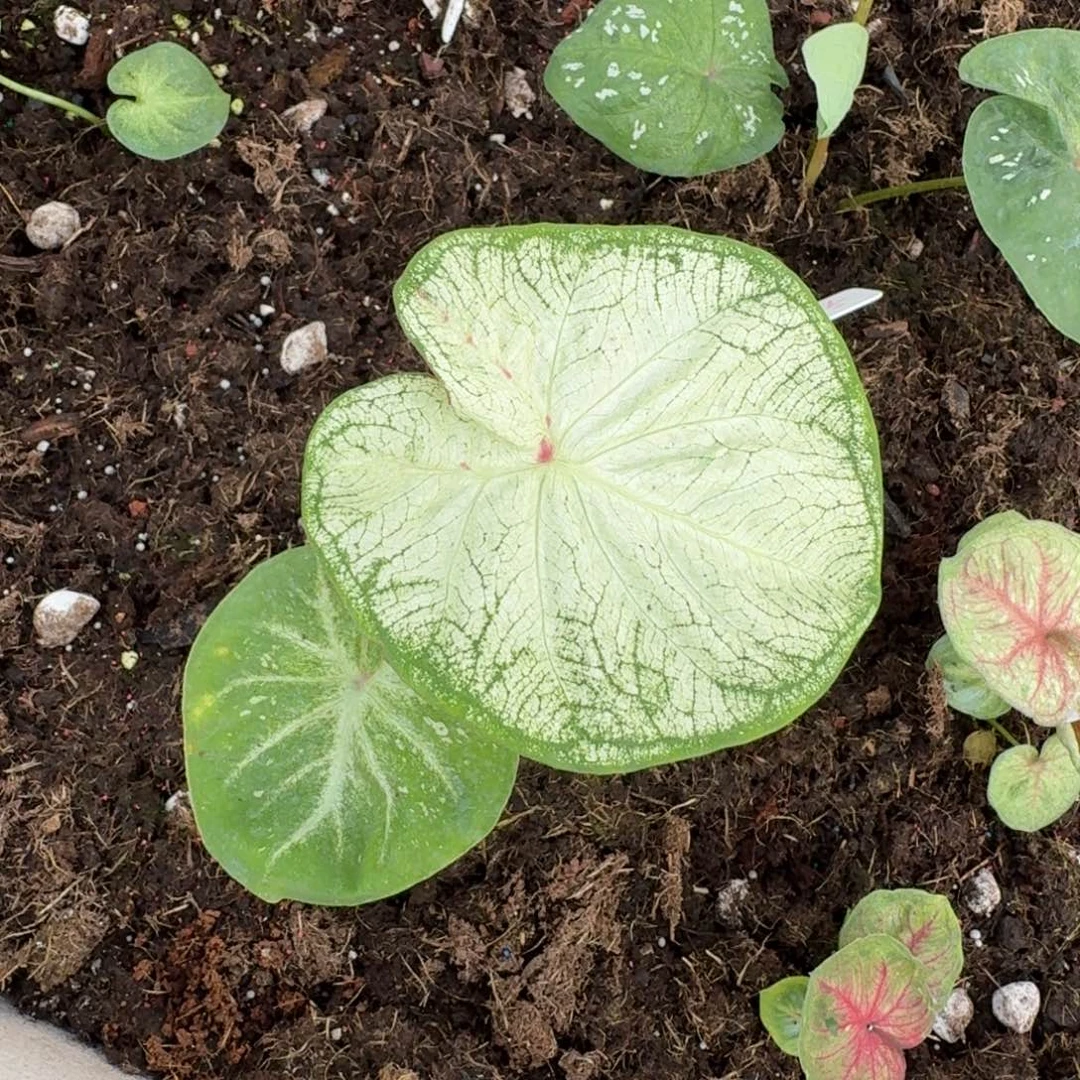 一***子无花朵个体     00617  寄养