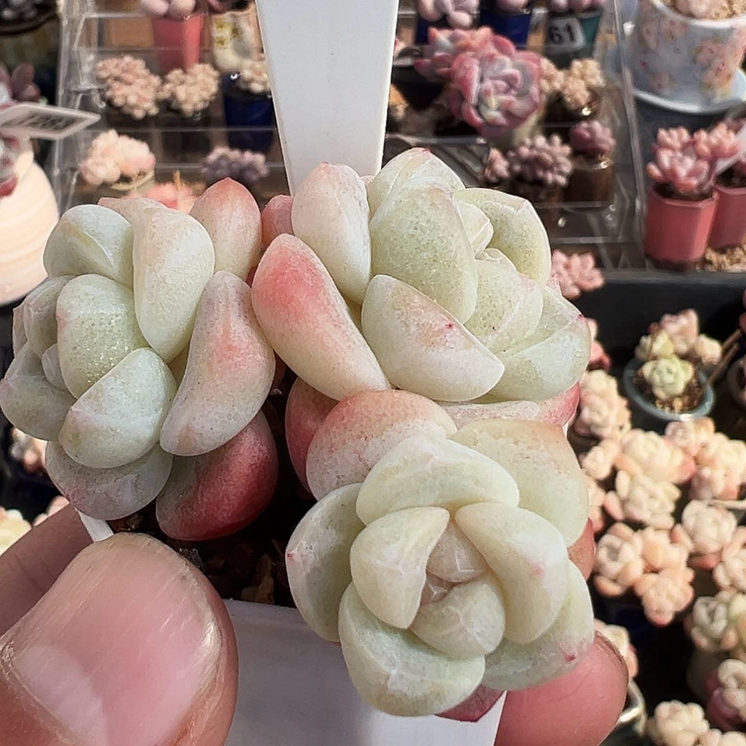 三头胖子冰玉群生1322