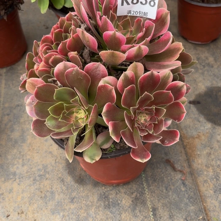 瑞妈多肉园艺 838+