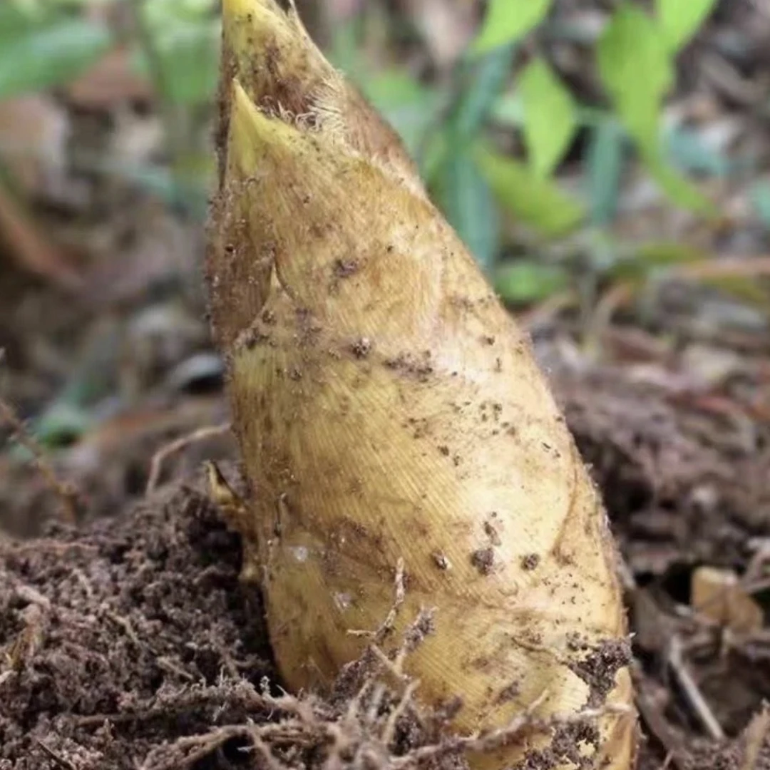 遂昌新鲜高山冬笋野生时令蔬菜脆嫩可口