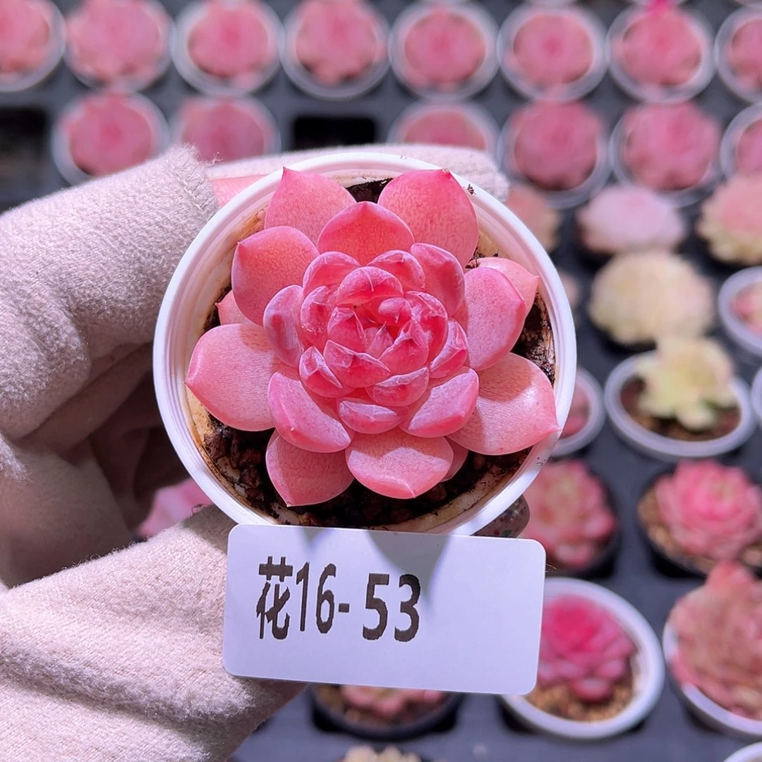 花利美16-53糖心果汁