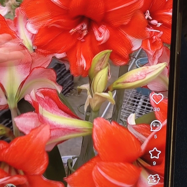 火焰黛丝9+带大侧芽