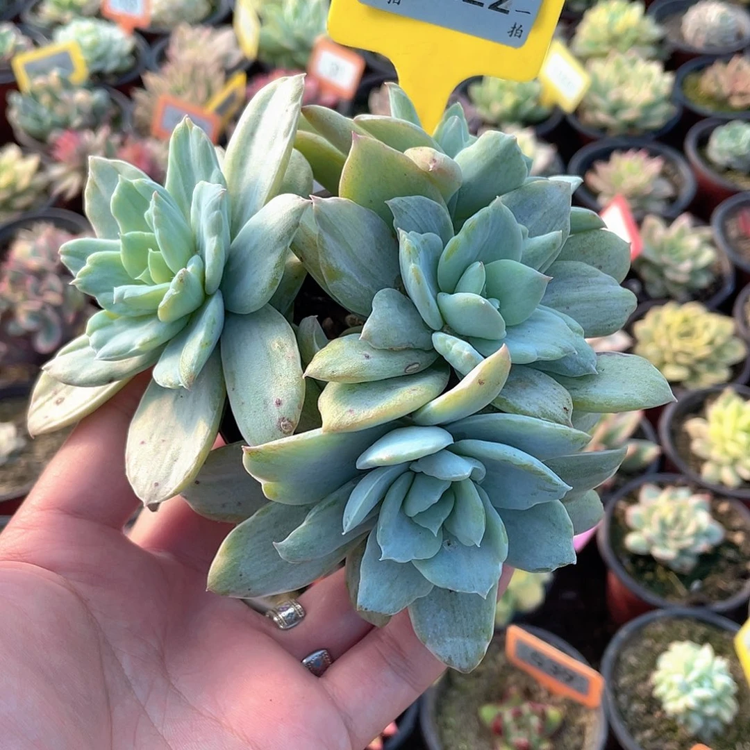 花园石化拉丝锦1222号