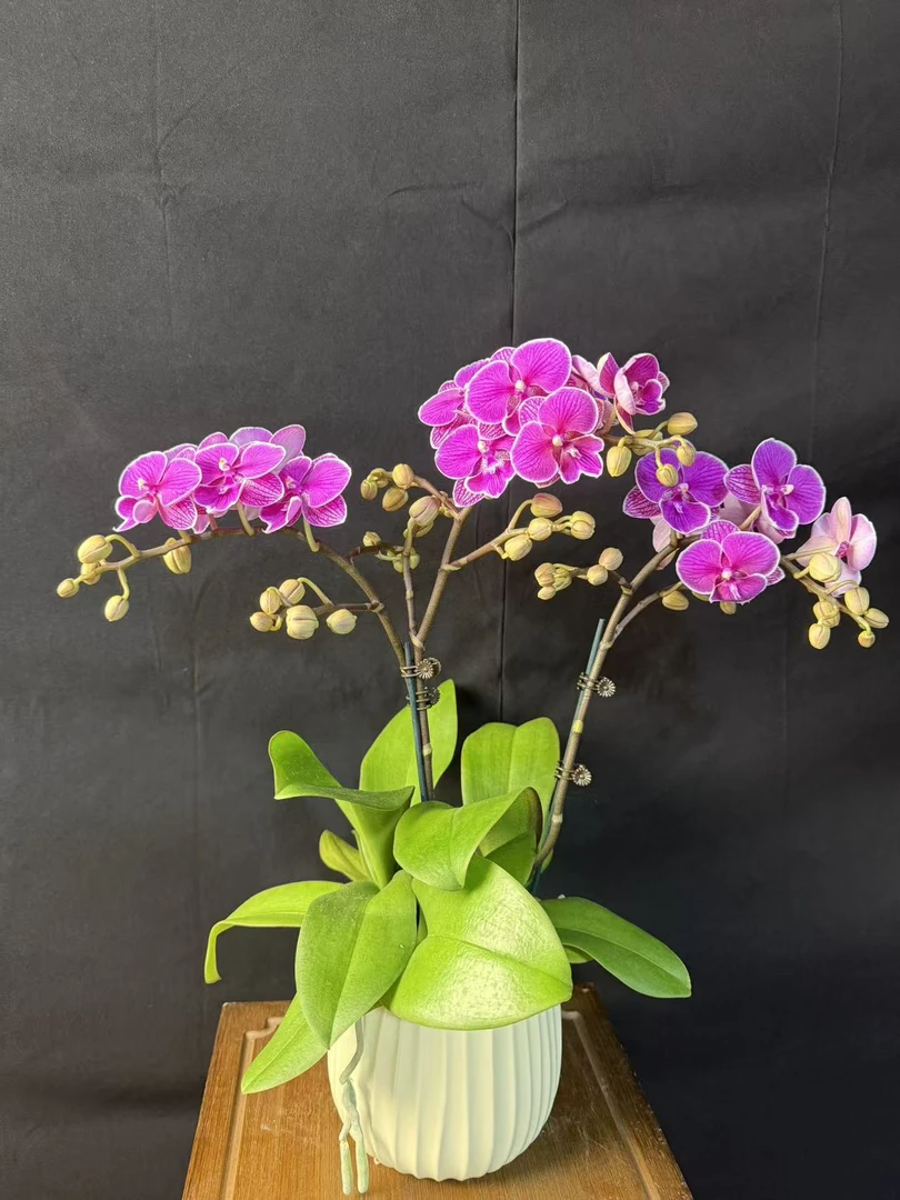 蝴蝶兰《红豆》新品 蜡质花 带侧枝 鲜活绿植