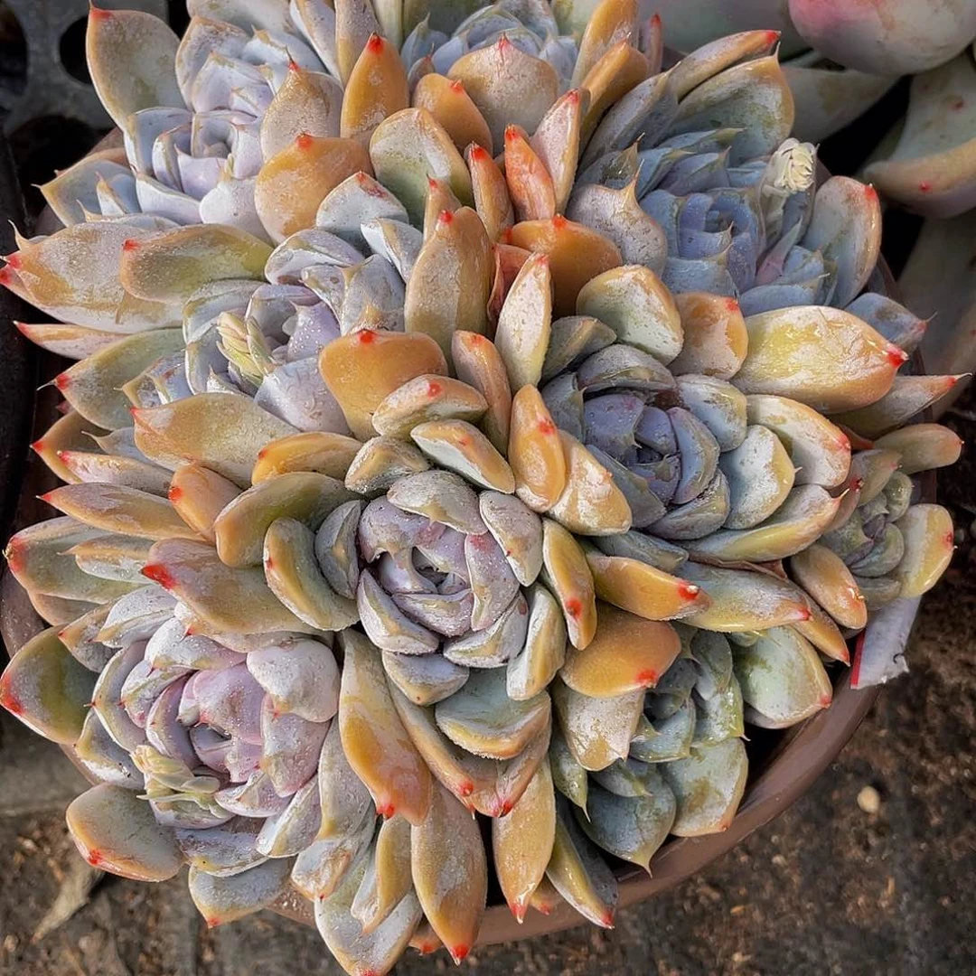 粉兔多肉植物中群