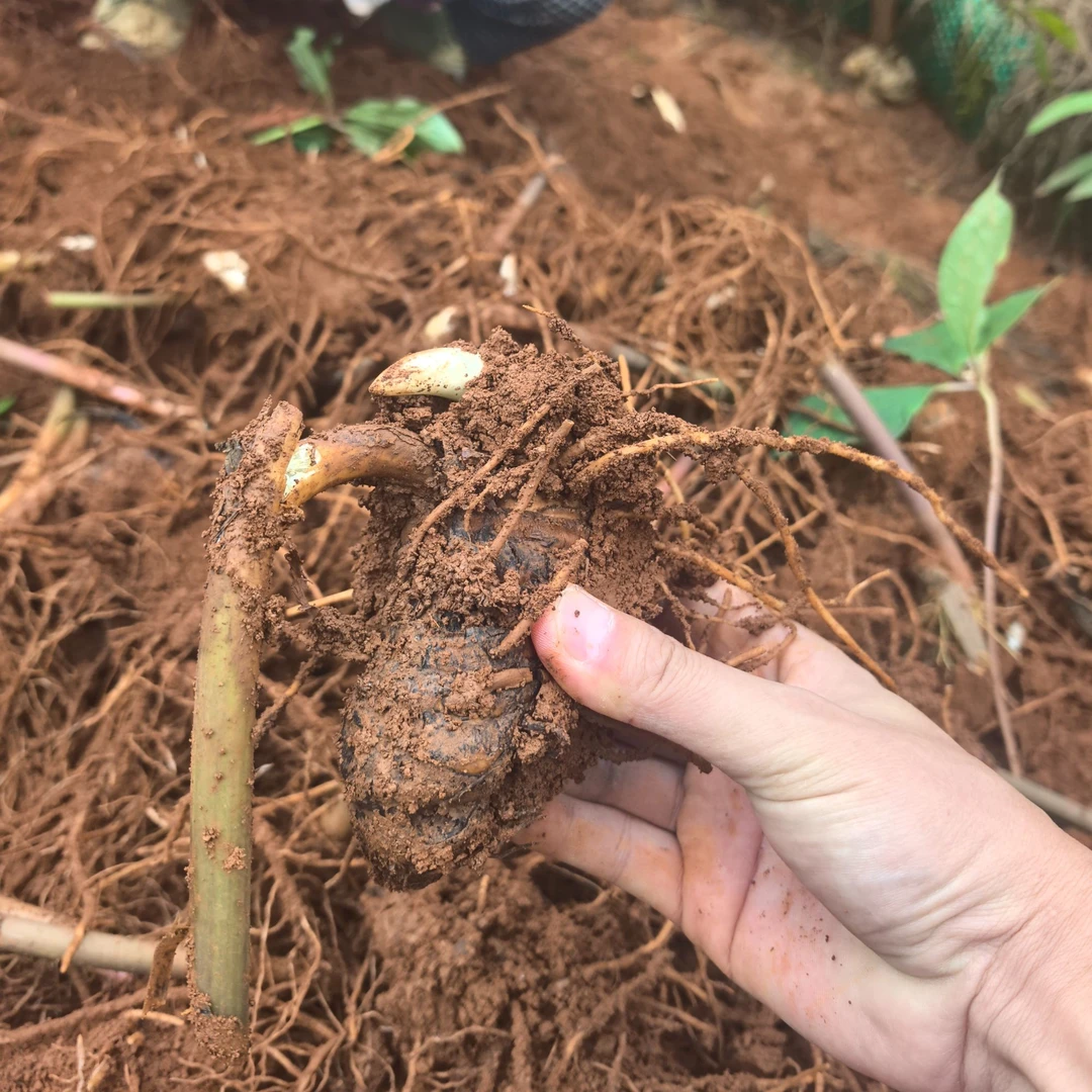 现挖鲜品云南滇重楼高杆大叶正品滇重楼七叶一枝花500克