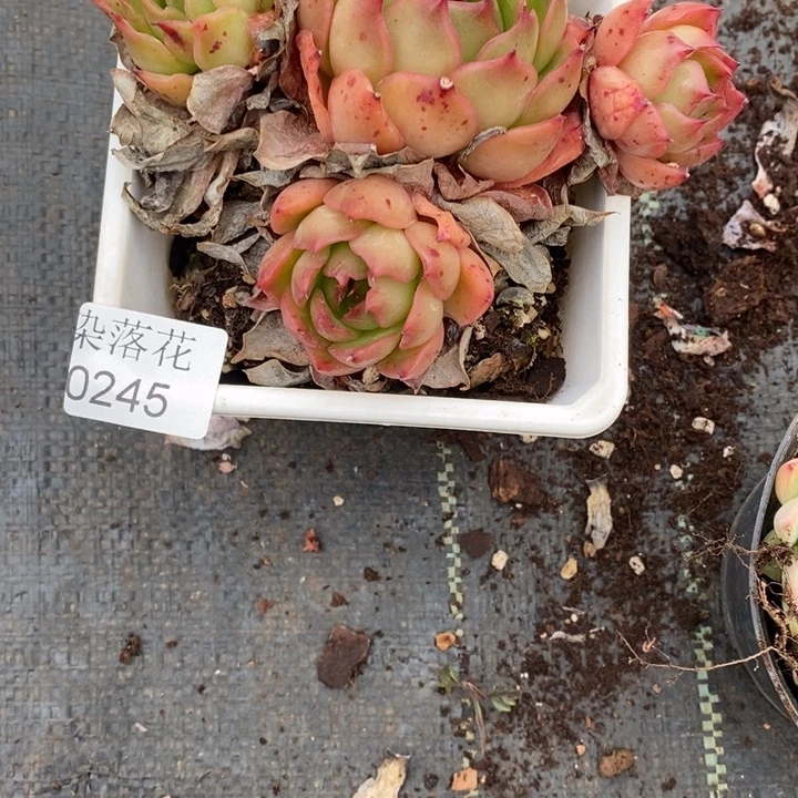 不****调精品多肉植物0245