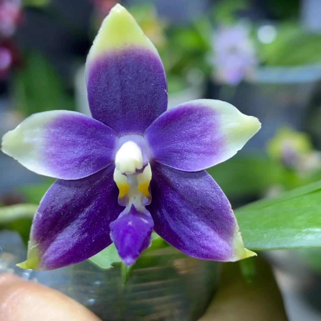 大部分开放少量花苞