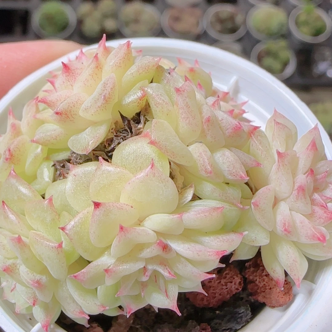 花语逸镜1103-450散