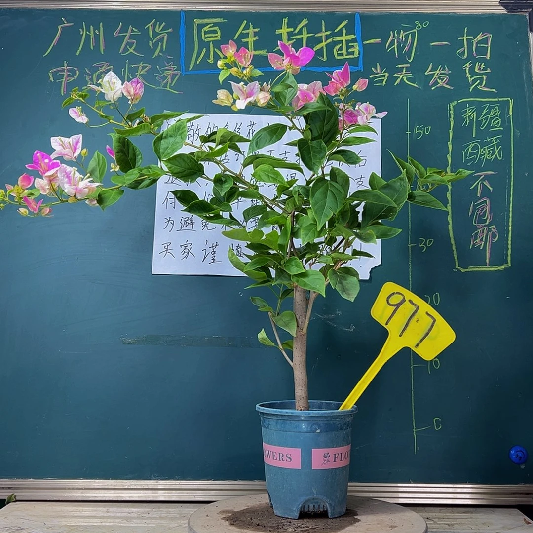 当前无花栽培后可以开花  漳红樱 粗杆 977
