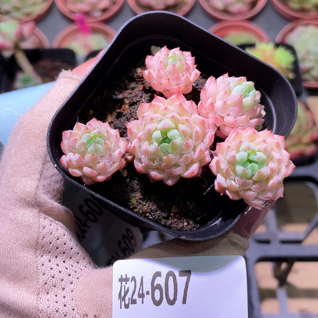 花利美24-607小粉莓