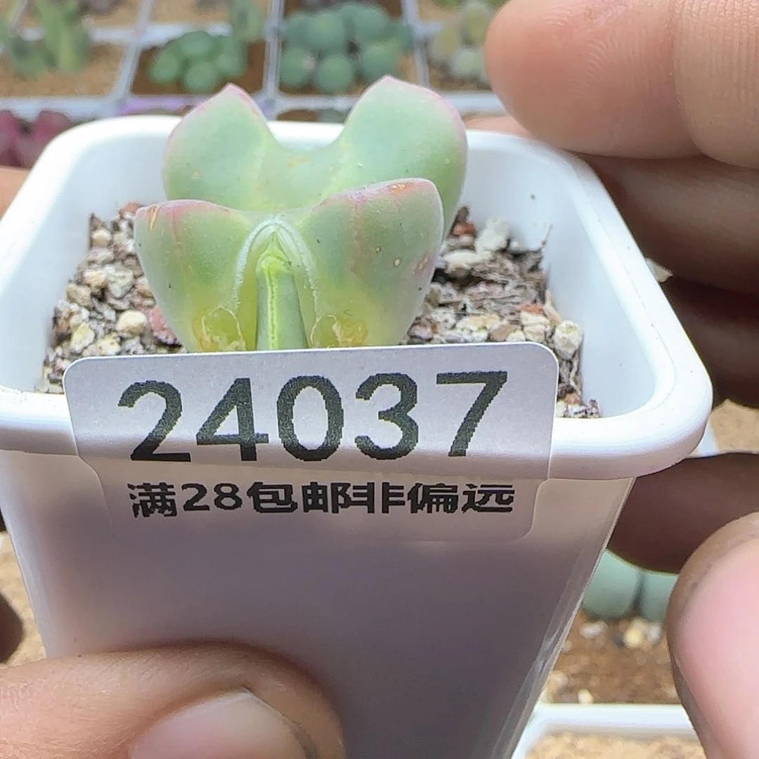 贝****肉脱土年后发货24037