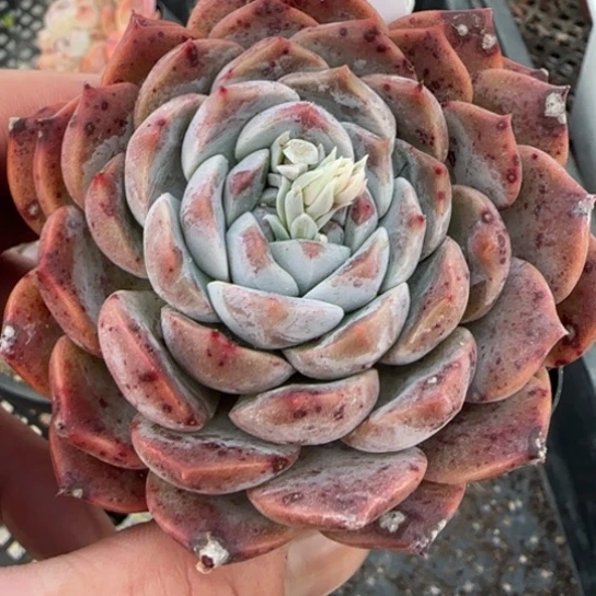 168冰魄。 一物一拍多肉