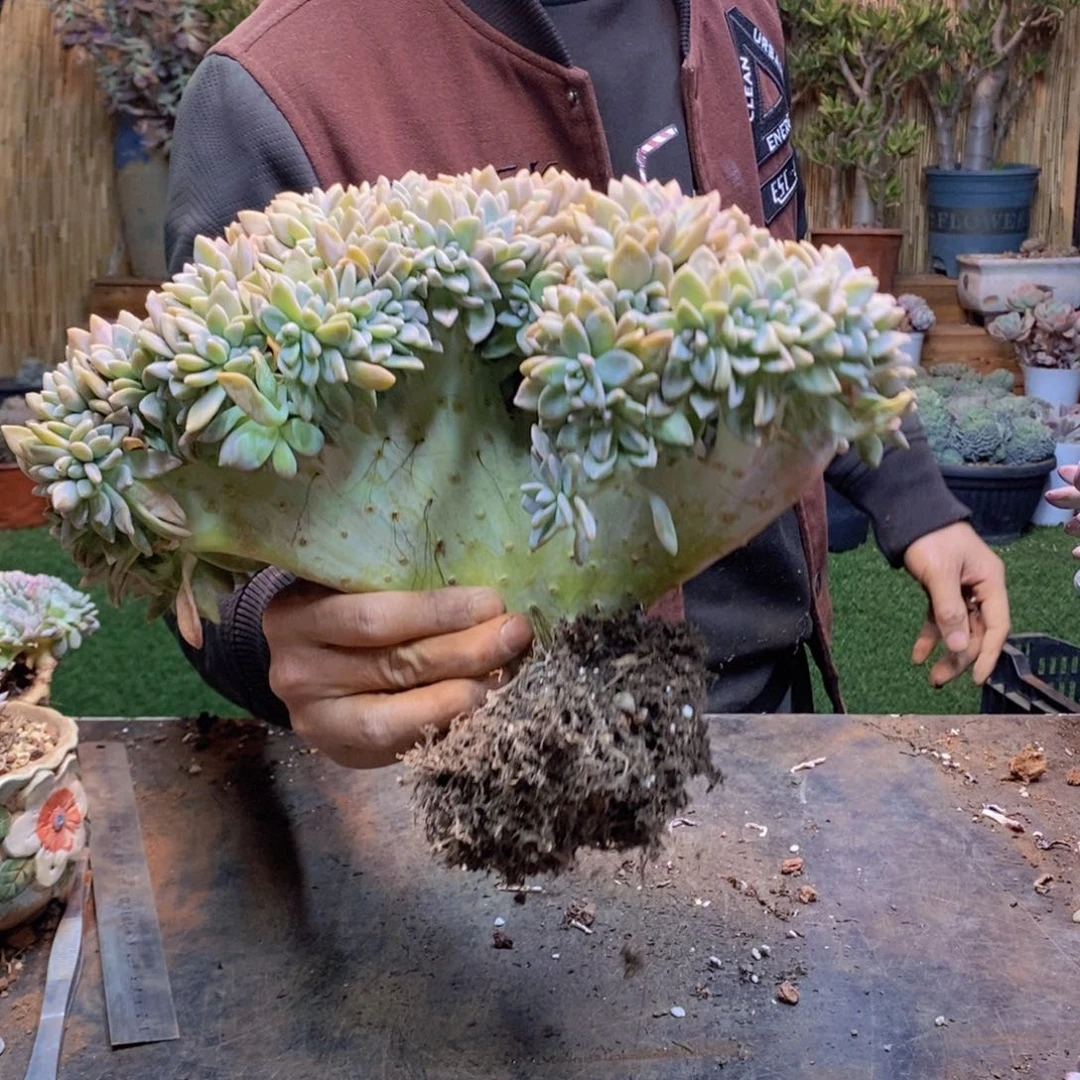 一****乱149号淡雪缀多肉