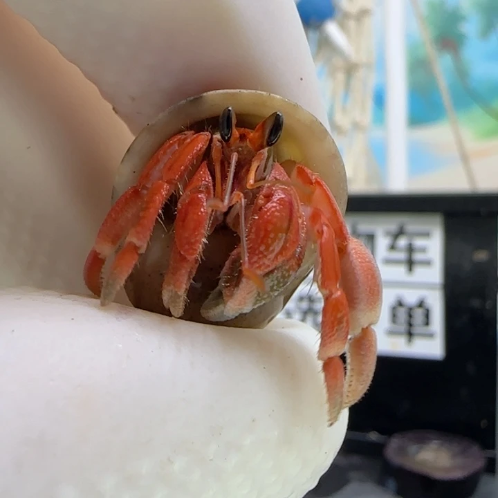 A33朱红 灰白1.0cm口径