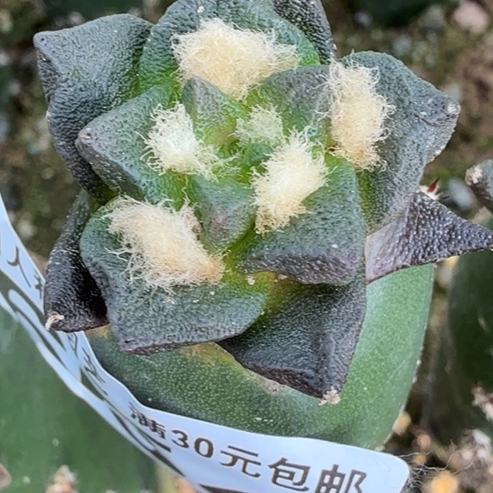 无花朵苗接短尤龙角654