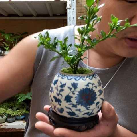 红陶一物一拍所见即所得182