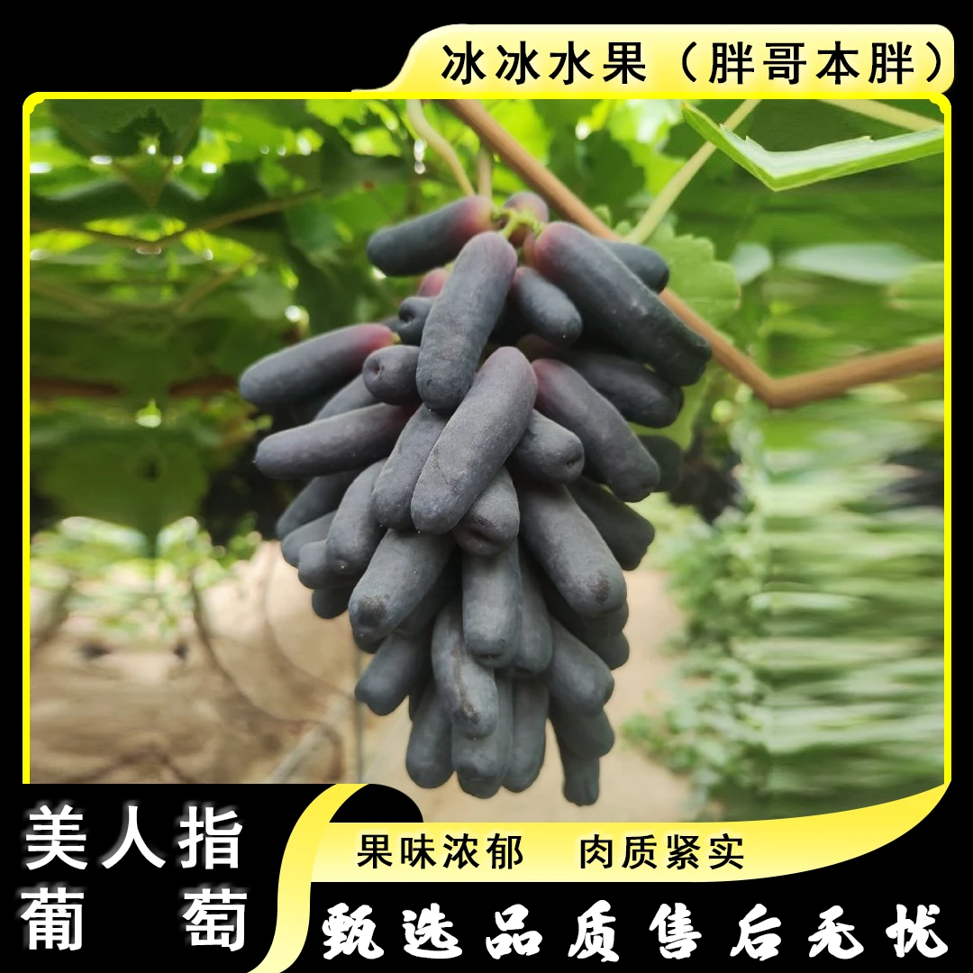 【原箱】[Y]云南金手指 箱/2.5斤左右