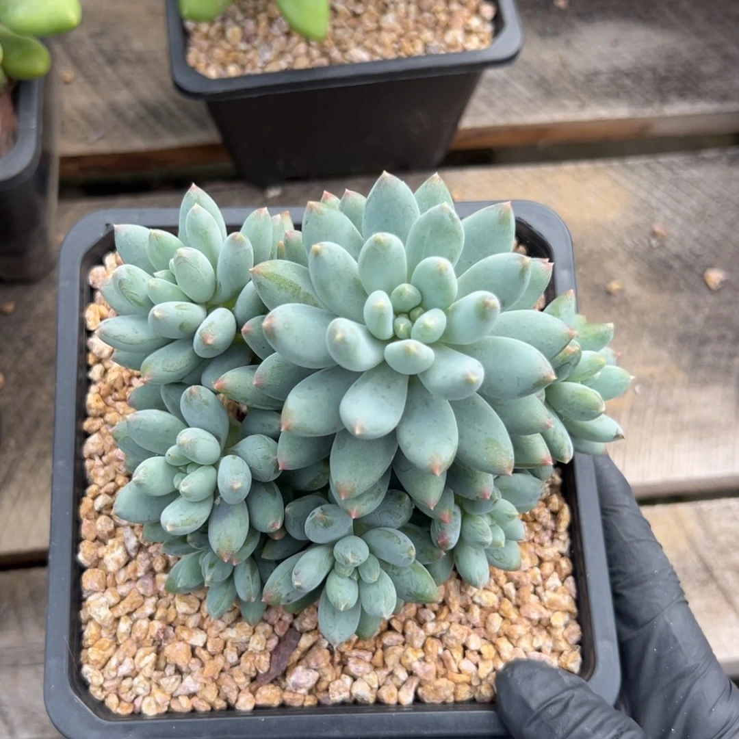 星月菩提111111111111