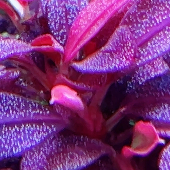 福利3福利一头植物