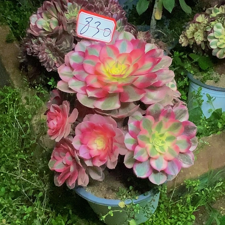 荔枝老桩捧花830号