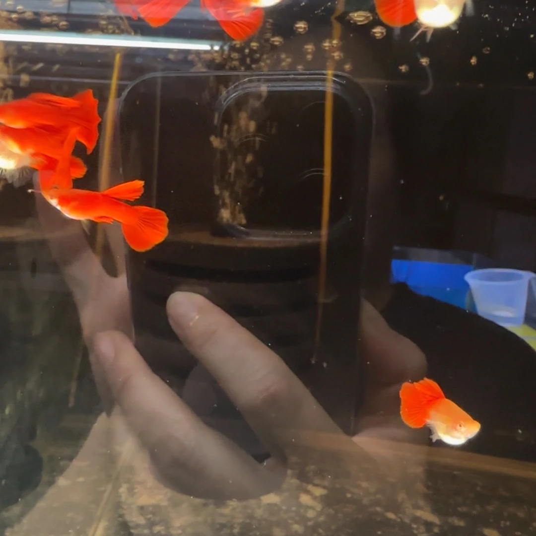 孔雀鱼大背血红球3对