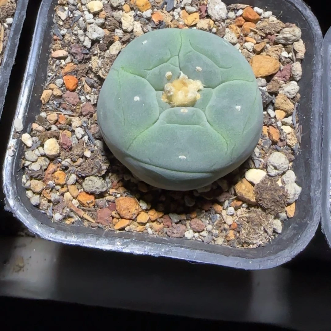 日系大u籽播实生银鱼