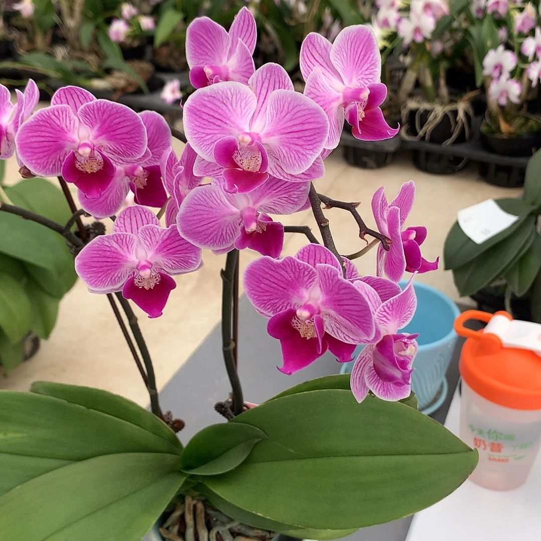 完全开放春丽花后苗组合