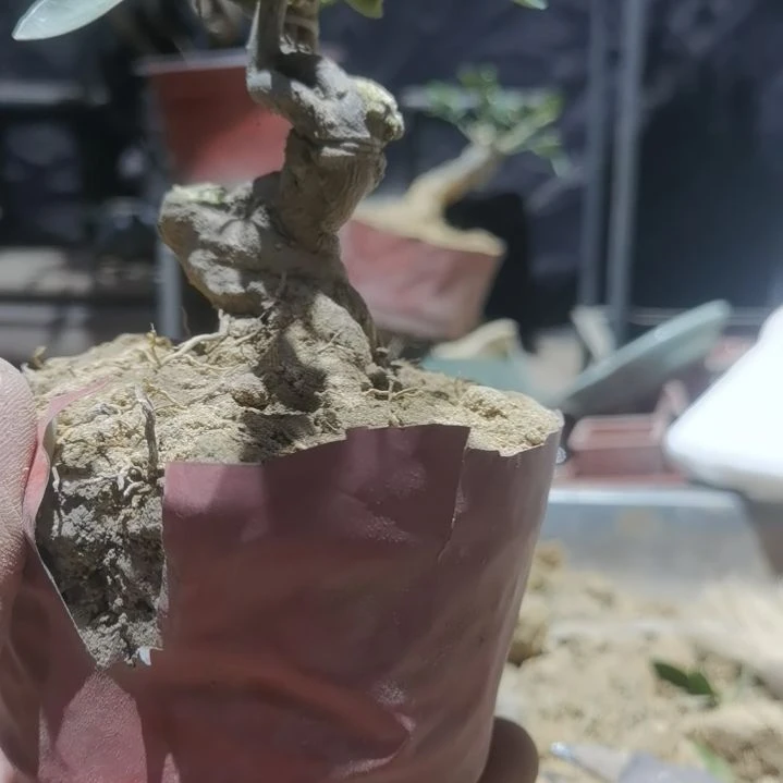 完全开放金豆小橘子绿植