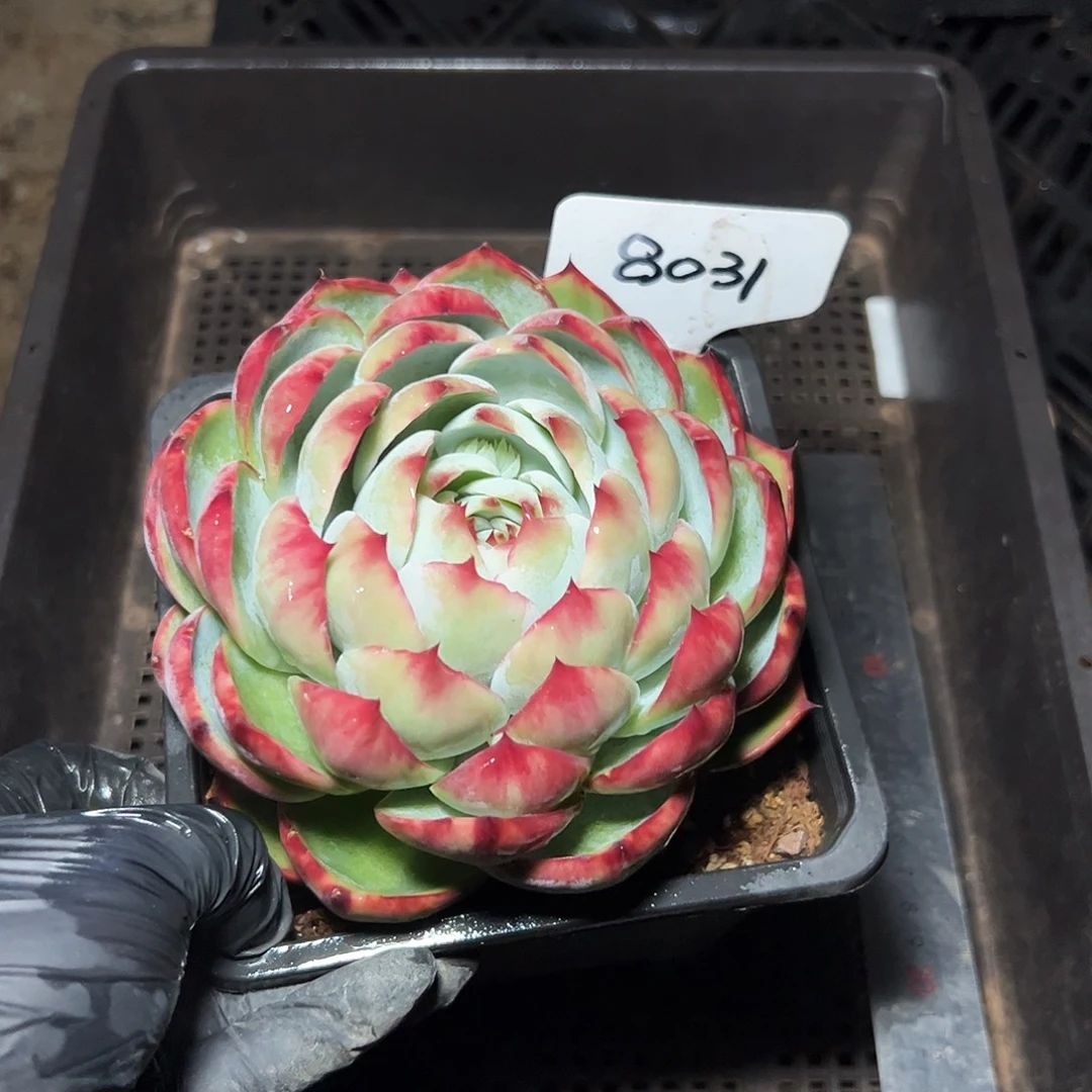 惊鸿仙子一物一拍8031号