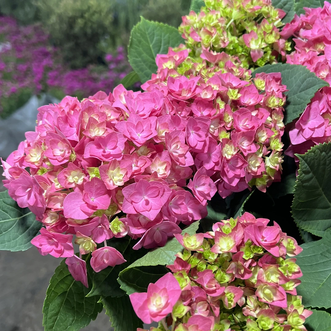 你我的青春绣球花【150盆】盆栽庭院阳台新手易养护喜水植物