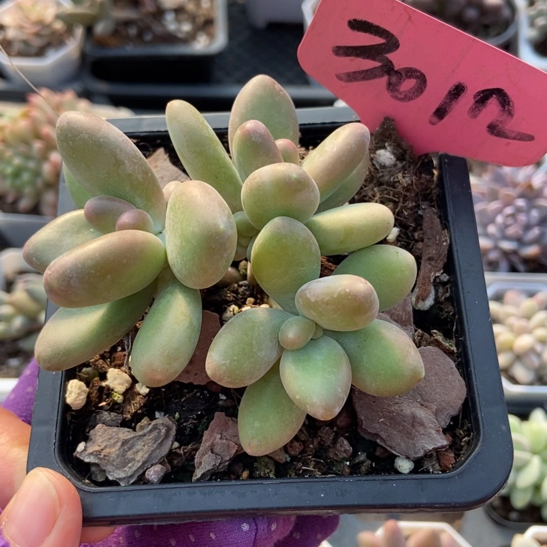 3012芒果奶多肉植物