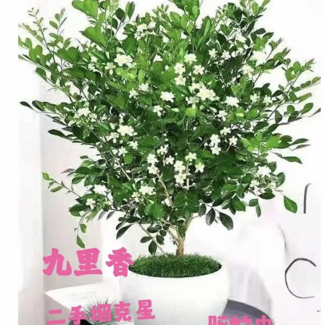 九里香盆栽四季开花浓香型（到家换盆无售后，介意运输掉苞勿拍）
