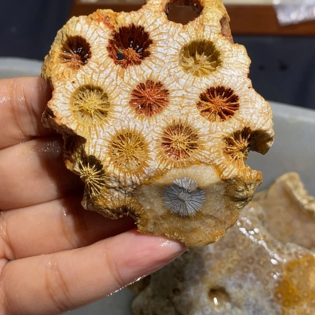 【闪购商品】未镶嵌珊瑚玉硅化玉