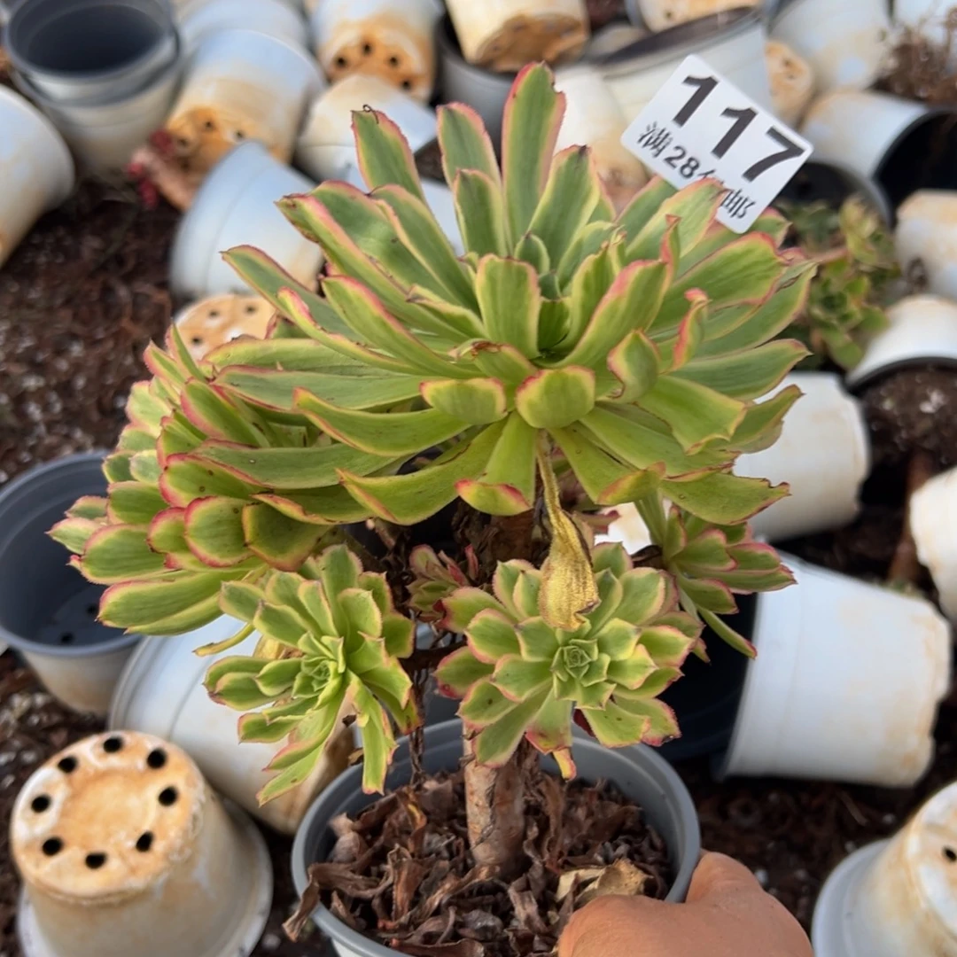 多肉植物117无售后
