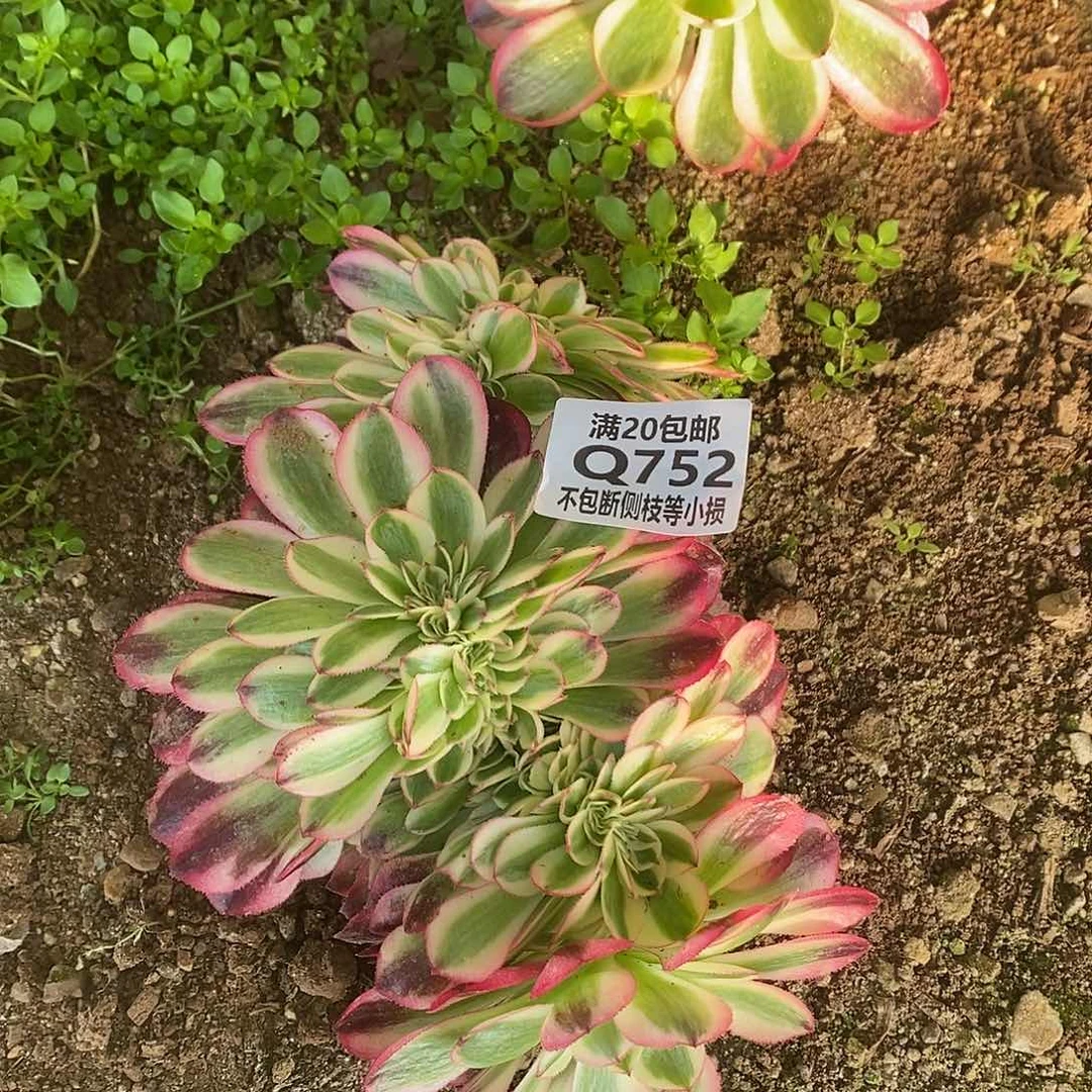 752倾城缀化多肉法师锦