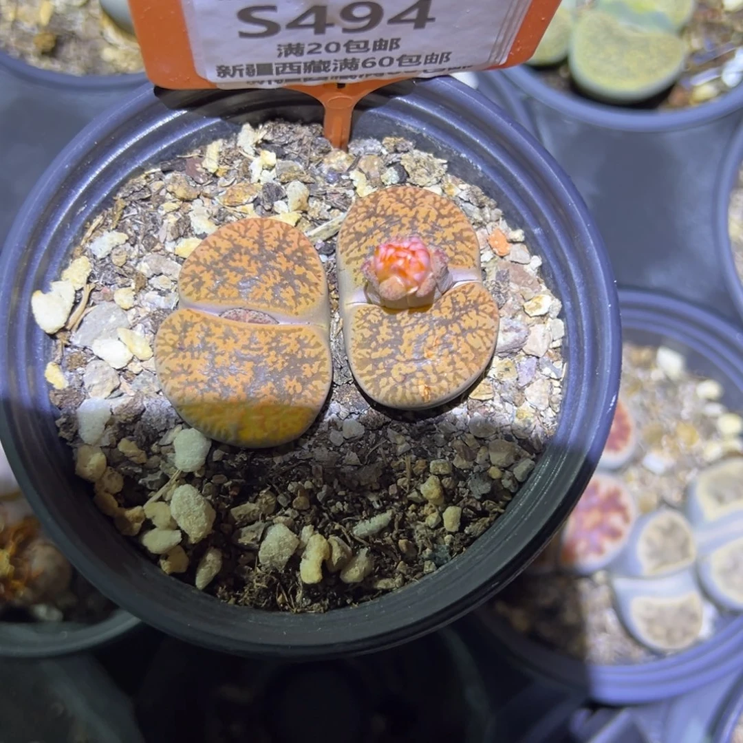 494 一物一拍，默认有伤，介意勿拍，不退不换