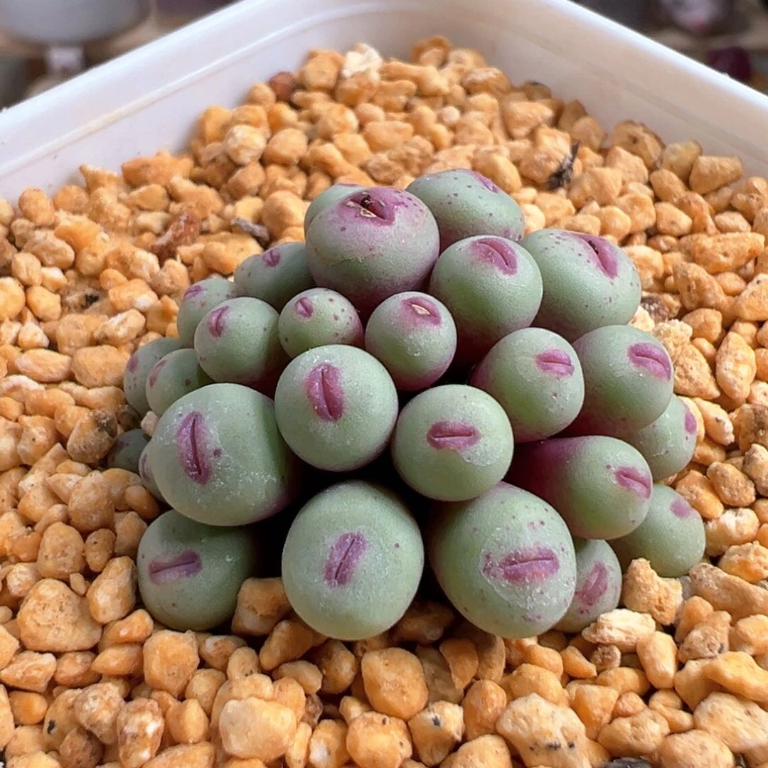 多肉植物35号小红嘴