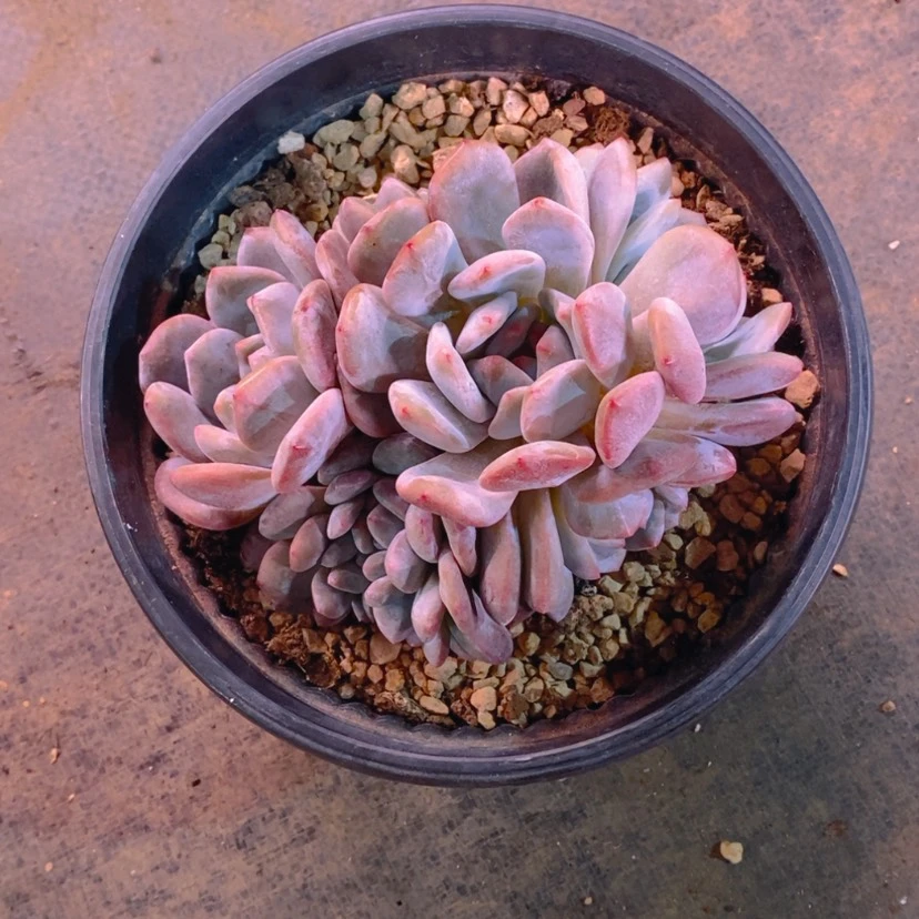 【闪购商品】1111111