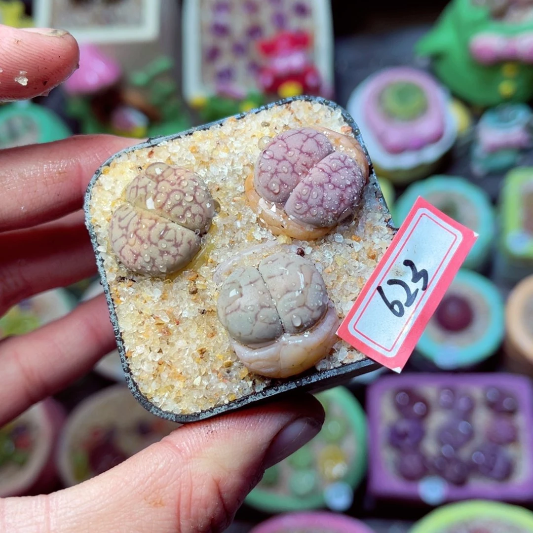 623生石花带盆发