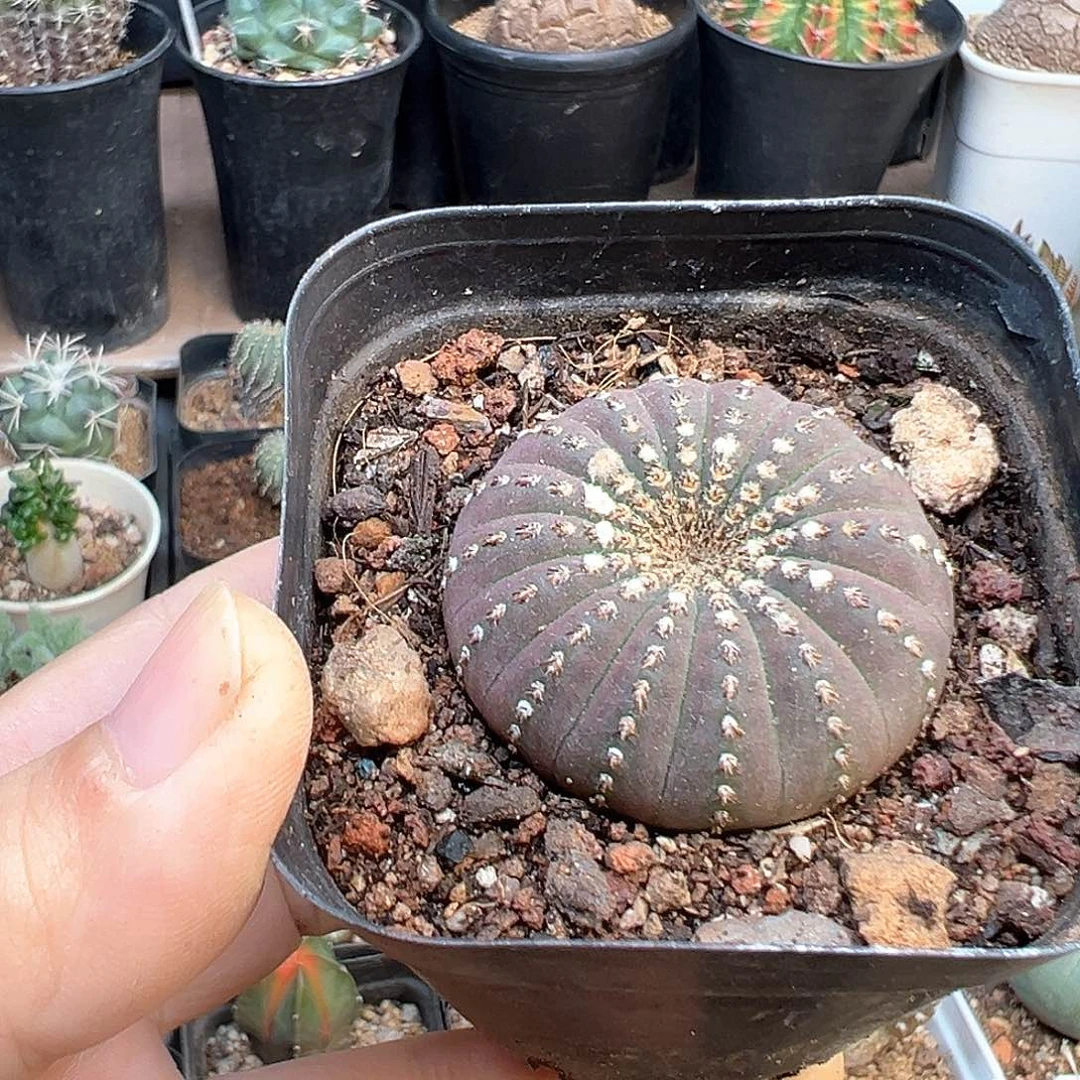 大型士童母本一颗4.2cm