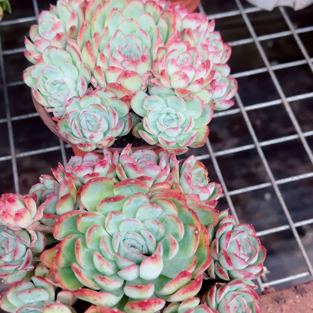 草莓冰手捧老桩两盆