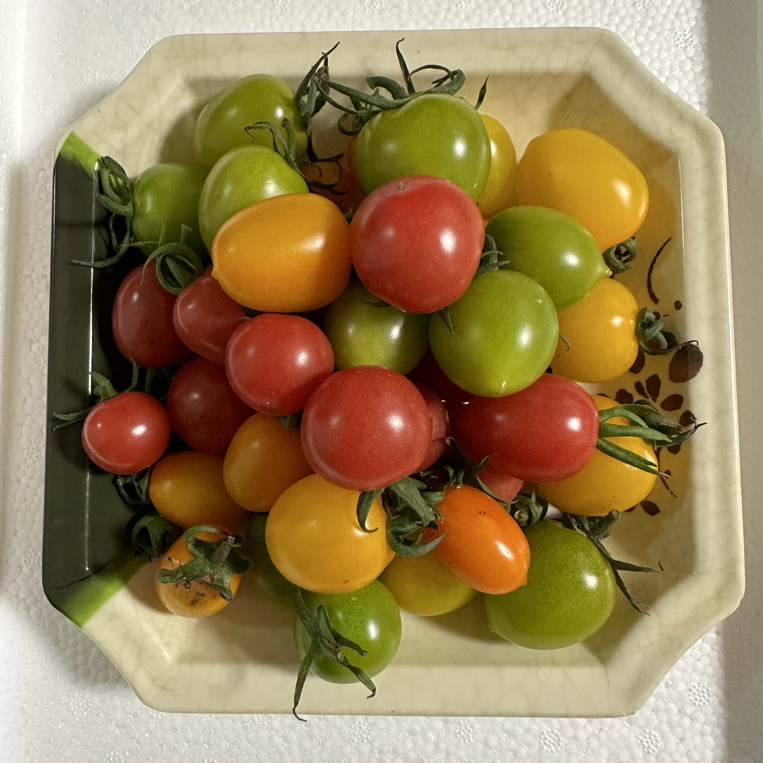 寿光五三色圣女果三斤装