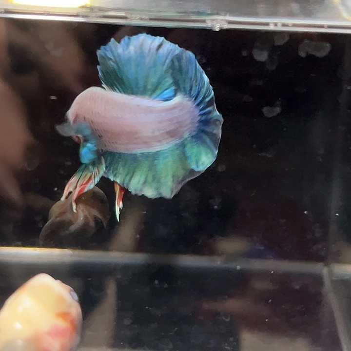 斗鱼38号清货将军