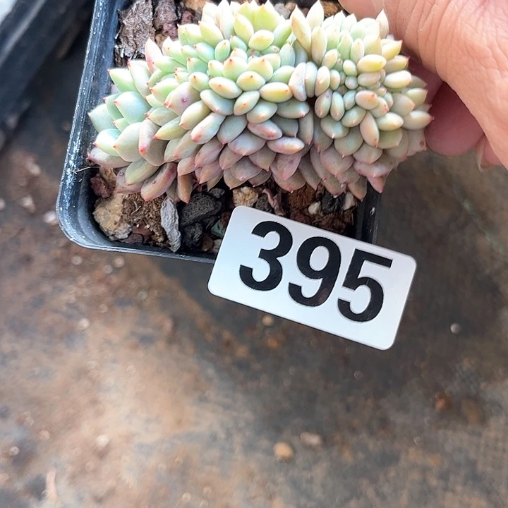 库**子多肉植物一物一拍