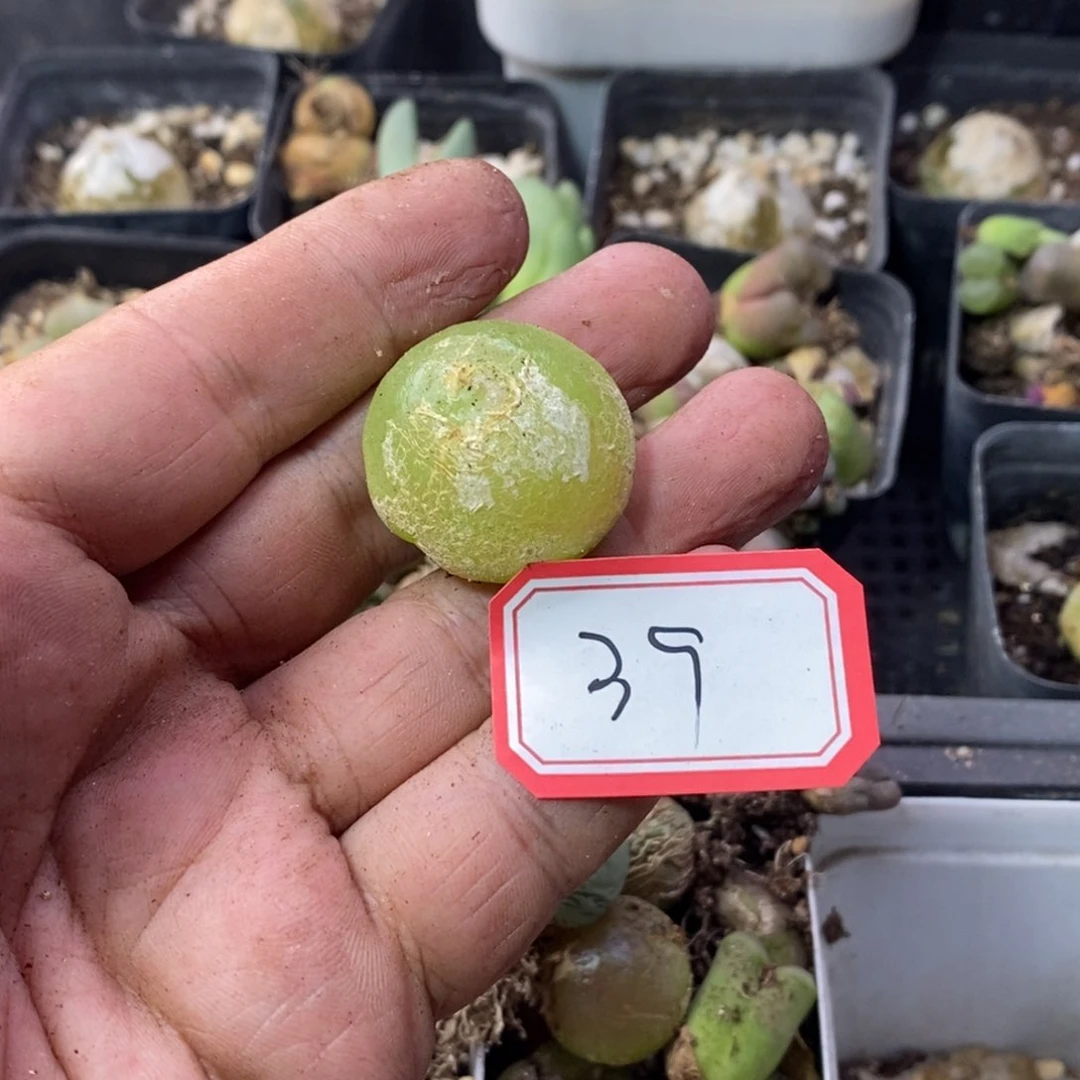 精***弟266666666669999999