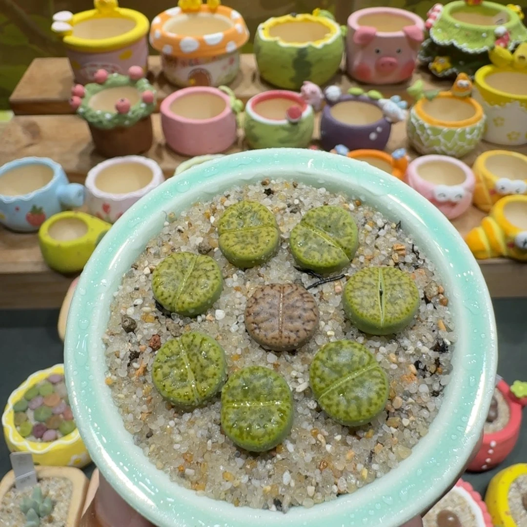 蘑菇1002黄鸣玄彩拼多肉植物