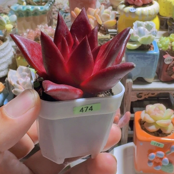 一物一拍编号474