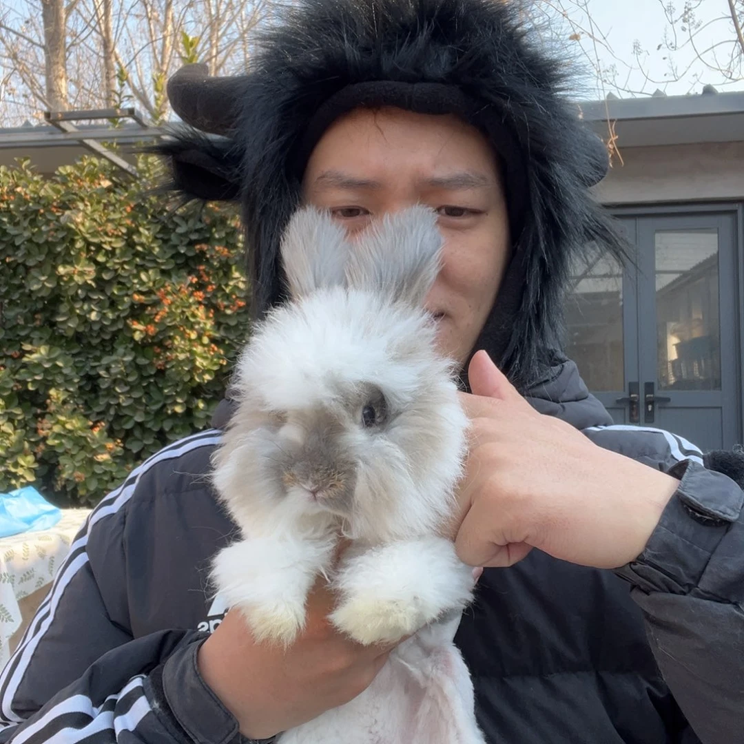 双血统英系安哥拉兔